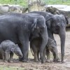 Narození dvou slůňat v jednom roce je veliký chovatelský úspěch. Foto: Václav Šilha, Zoo Praha