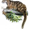 Pardál obláčkový taiwanský. Ilustrace Joseph 