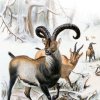 Kozorožec pyrenejský. Ilustrace Richard Lydekker