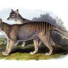 Vakovlk. Ilustrace John Gould