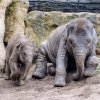 Nejraději dovádí Max s o tři roky starší Sitou. Foto: Jana Myslivečková, Zoo Praha 