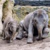 Nejraději dovádí Max s o tři roky starší Sitou. Foto: Jana Myslivečková, Zoo Praha