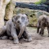 Nejraději dovádí Max s o tři roky starší Sitou. Foto: Jana Myslivečková, Zoo Praha 