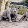 Nejraději dovádí Max s o tři roky starší Sitou. Foto: Jana Myslivečková, Zoo Praha