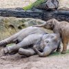 Nejraději dovádí Max s o tři roky starší Sitou. Foto: Jana Myslivečková, Zoo Praha 