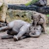 Nejraději dovádí Max s o tři roky starší Sitou. Foto: Jana Myslivečková, Zoo Praha 