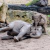 Nejraději dovádí Max s o tři roky starší Sitou. Foto: Jana Myslivečková, Zoo Praha