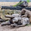 Nejraději dovádí Max s o tři roky starší Sitou. Foto: Jana Myslivečková, Zoo Praha 