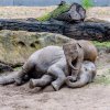 Nejraději dovádí Max s o tři roky starší Sitou. Foto: Jana Myslivečková, Zoo Praha