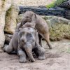 Nejraději dovádí Max s o tři roky starší Sitou. Foto: Jana Myslivečková, Zoo Praha 