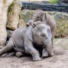 Nejraději dovádí Max s o tři roky starší Sitou. Foto: Jana Myslivečková, Zoo Praha 