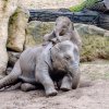 Nejraději dovádí Max s o tři roky starší Sitou. Foto: Jana Myslivečková, Zoo Praha