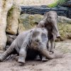 Nejraději dovádí Max s o tři roky starší Sitou. Foto: Jana Myslivečková, Zoo Praha 