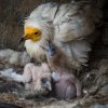 Mláďata supa mrchožravého se starostlivým samcem Cháronem. Foto: Václav Šilha, Zoo Praha