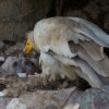 Samec Cháron začal o mládě pečovat a krmit ho ihned po přidání na hnízdo. Foto: Václav Šilha, Zoo Praha