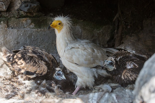 Adoptivní rodiče - Fatima a Cháron  se o obě mláďata vzorně starají.  Autor: Václav Šilha, Zoo Praha