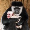 Nový přírůstek ve skupině gueréz pláštíkových. Foto: Petr Hamerník, Zoo Praha