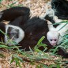 Nové mládě guerézy pláštíkové má hebkou bílou srst. Foto: Petr Hamerník, Zoo Praha