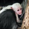 Guerézy pláštíkové najdete ve spodní části zoo, v areálu Opičích ostrovů. Foto: Petr Hamerník, Zoo Praha