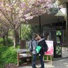 Májový polibek pod třešní v Zoo Praha. Foto: Zoo Praha