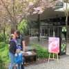 Májový polibek pod třešní v Zoo Praha. Foto: Zoo Praha