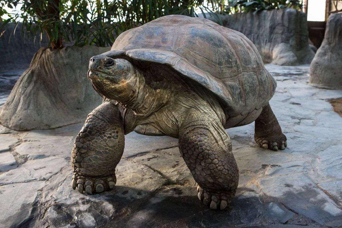 Большая галапагосская черепаха