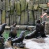 Jak náročná je péče o lachtany a tučňáky se mohou návštěvníci v sobotu 26. 11. zeptat také chovatele Jakuba Mezeie. Autor: Petr Hamerník, Zoo Praha