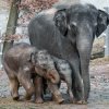 Sloni v pražské zoo si užívali první jarní procházku, ven vyrazily i slonice Tamara a Janita se slůňaty. Menší Rudi se zpočátku hodně držel matky Tamary, starší Max běhal po celém výběhu. Foto Petr Hamerník, Zoo Praha