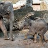 Max, kterému bude v dubnu jeden rok, je plný energie a ve výběhu řádil jako malé dítě. Foto Petr Hamerník, Zoo Praha