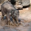 Pro slůně slona indického Maxe jsou největší zábavou kaluže vody. Petr Hamerník, Zoo Praha