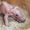 Samička hrabáče kapského Kvída porodila další mládě