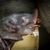 Malé slůně pije od matky několikrát za hodinu. Foto: Petr Hamerník, Zoo Praha