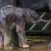 Vzápětí po narození se postavilo, ale jeho pohyby jsou ještě vratké. Foto: Václav Šilha, Zoo Praha