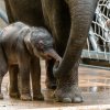 Porod proběhl bez problémů a malé slůně se má čile k světu. Foto: Petr Hamerník, Zoo Praha