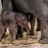 Slůně krátce po narození. Foto: Petr Hamerník, Zoo Praha 