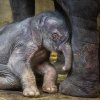 Jako každé novorozeně i sloní sameček často spí, nejčastěji vleže na boku.  	Foto: Miroslav Bobek, Zoo Praha