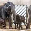 Slůně se narodilo 7. října ve 20.10 hod. Foto: Petr Hamerník, Zoo Praha