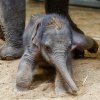 Lehnout si, to jde snadno. Těžší bývá vstát.  Foto: Miroslav Bobek, Zoo Praha