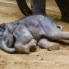 Lehnout si, to jde snadno. Těžší bývá vstát.  Foto: Miroslav Bobek, Zoo Praha