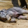 Lehnout si, to jde snadno. Těžší bývá vstát.  Foto: Miroslav Bobek, Zoo Praha