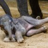 Lehnout si, to jde snadno. Těžší bývá vstát.  Foto: Miroslav Bobek, Zoo Praha