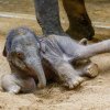 Lehnout si, to jde snadno. Těžší bývá vstát.  Foto: Miroslav Bobek, Zoo Praha
