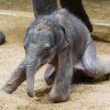 Lehnout si, to jde snadno. Těžší bývá vstát.  Foto: Miroslav Bobek, Zoo Praha