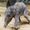 Lehnout si, to jde snadno. Těžší bývá vstát.  Foto: Miroslav Bobek, Zoo Praha