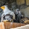 Pohled na mláďata s jedním z dospělých supů ještě v pražském hnízdě. Foto: Petr Hamerník, Zoo Praha.