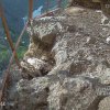 Pomocí kamery umístěné v umělém skalním hnízdě mohou ochránci supy sledovat v přímém přenosu. Foto: Miroslav Bobek, Zoo Praha.