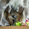 Dvojčata u své matky Móni. Foto: Petr Hamerník, Zoo Praha.