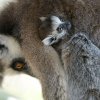 Jedno z dvojčat se drží matky Móni. Foto: Petr Hamerník, Zoo Praha.