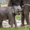Autor: Petr Hamerník, Zoo Praha 