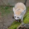 Komentované krmení fenků proběhne v 10 hodin ve venkovní výběhu fenků u pavilonu Afrika zblízka. Foto Petr Hamerník, Zoo Praha